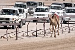 Truckin' Camel