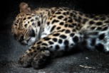 Sleeping jaguar